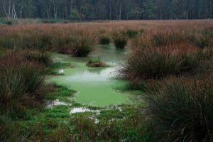 Delleboersterheide