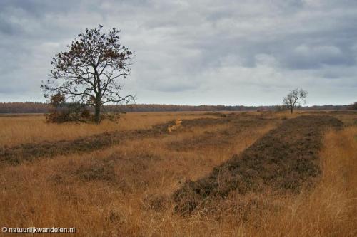 duurwoudsterheide_12