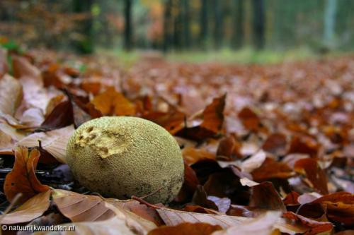 duurwoudsterheide_05