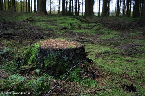 duurwoudsterheide_09