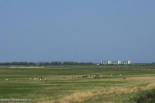 lauwersmeer_13